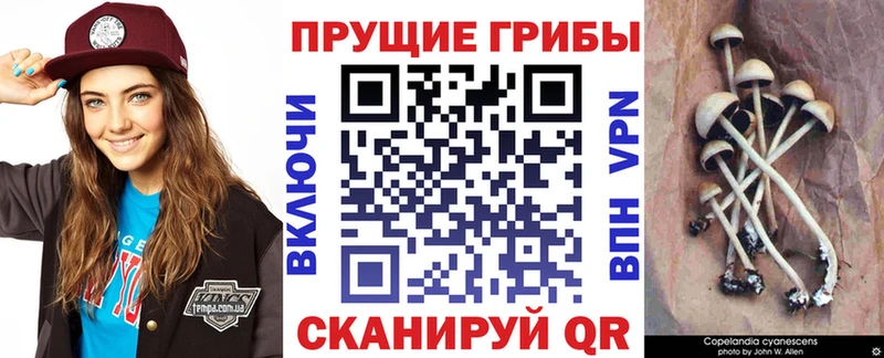 где найти   Глазов  Галлюциногенные грибы прущие грибы 